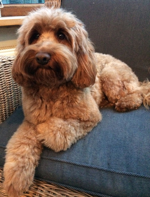 Angel, de eerste Australian Labradoodle van Animosa