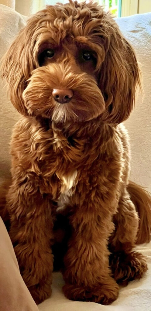 Florence, Australian Labradoodle teefje