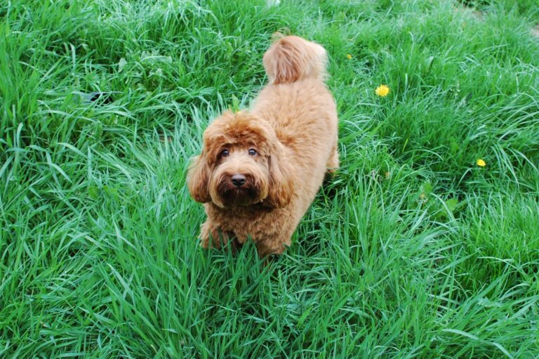 Australian Labradoodle in het gras