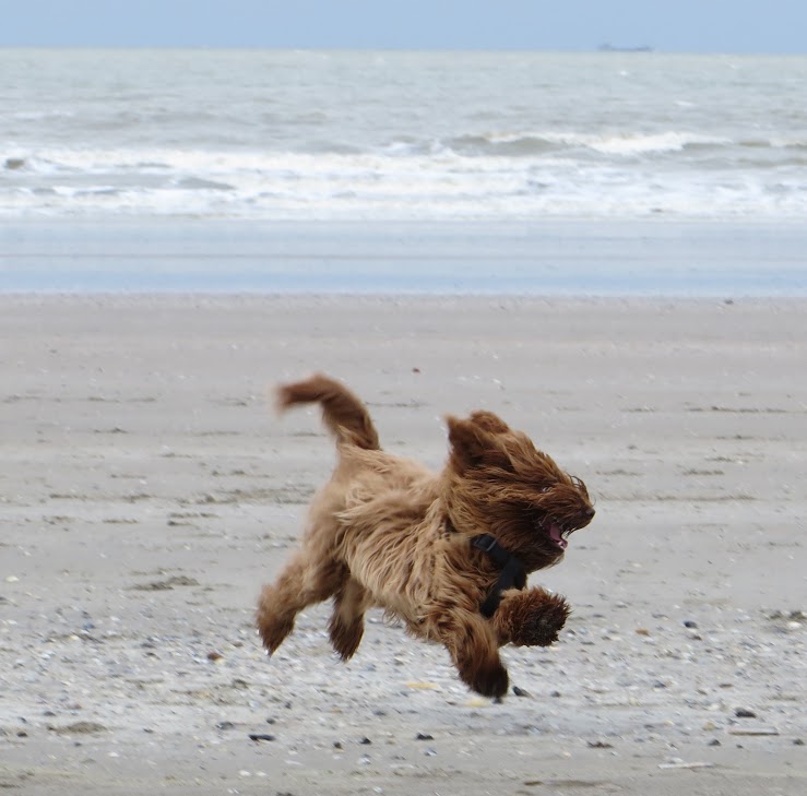 Speelse Australian Labradoodle op het strand