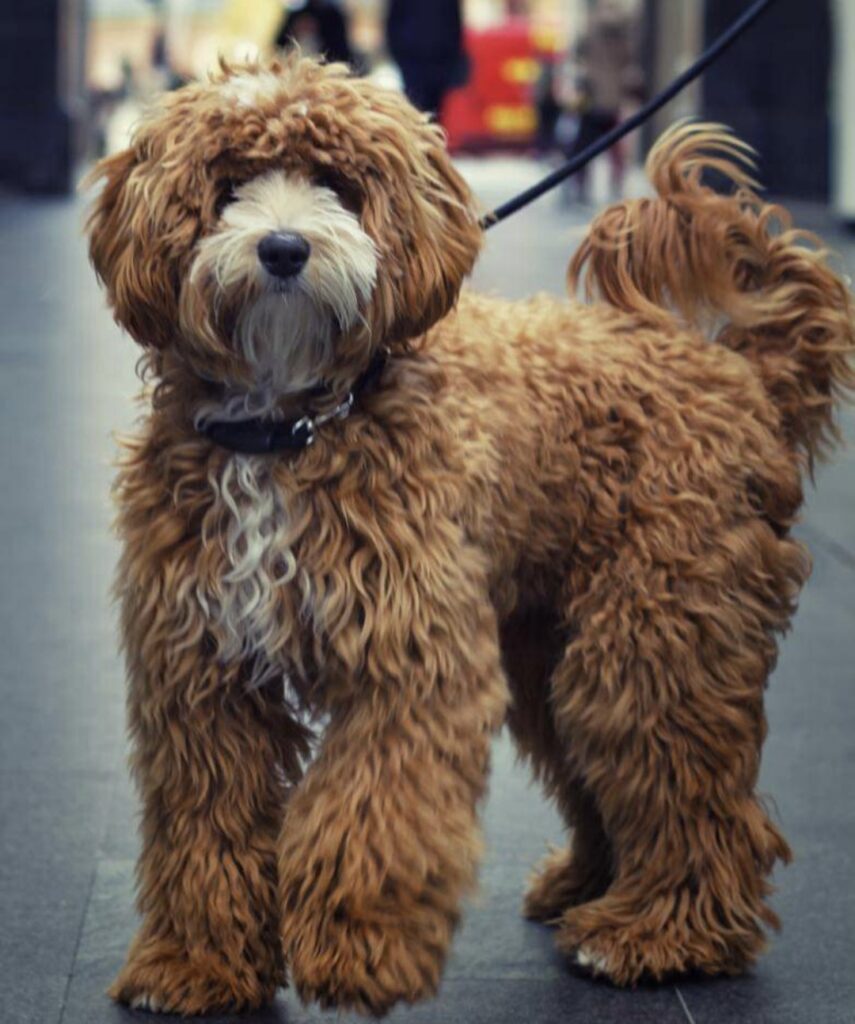 King Pino, Australian Labradoodle reu