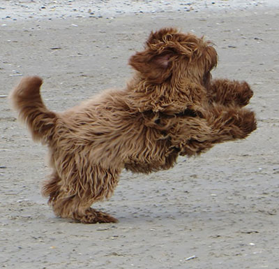 Australian Labradoodle in volle sprong