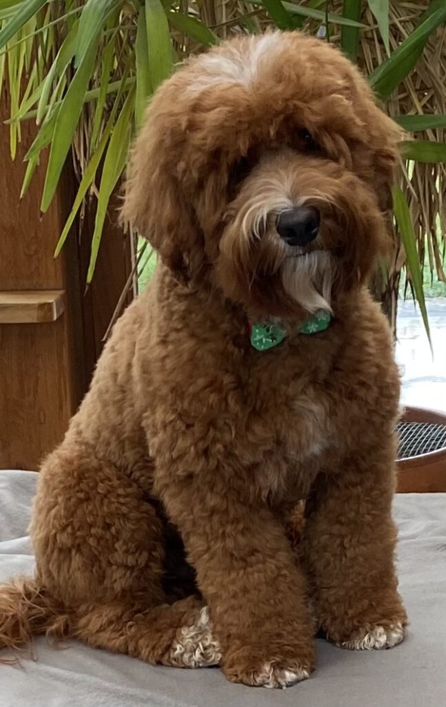 Liyon, Australian Labradoodle reu