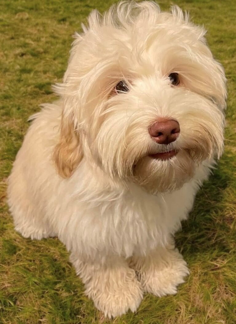 Lulu, Australian Labradoodle teefje