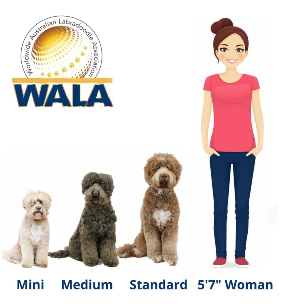 De drie maten van de Australian Labradoodle