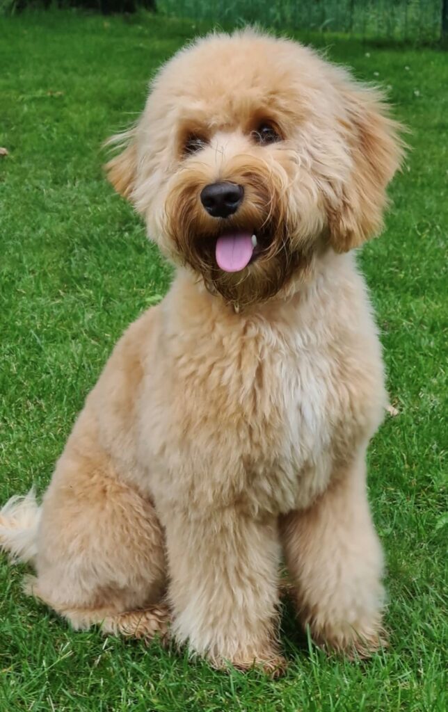 Mister James, Australian Labradoodle reu