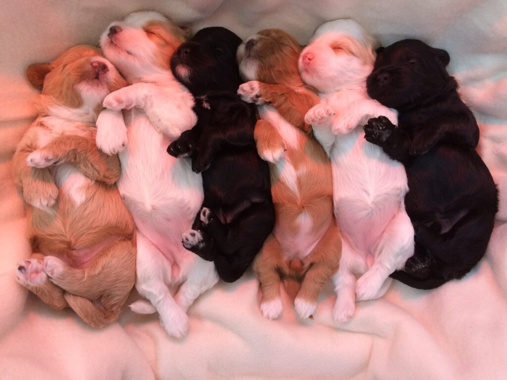 Nestje pasgeboren Australian Labradoodle pups