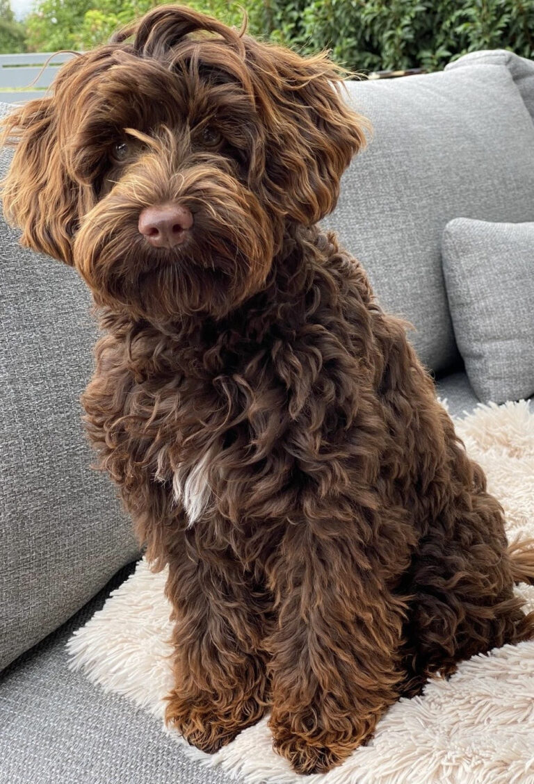 Nora, Australian Labradoodle teefje