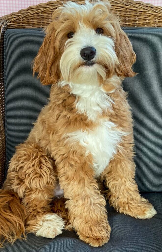 Philou, Australian Labradoodle teefje