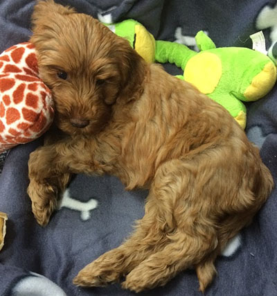 Australian Labradoodle pup in de mand