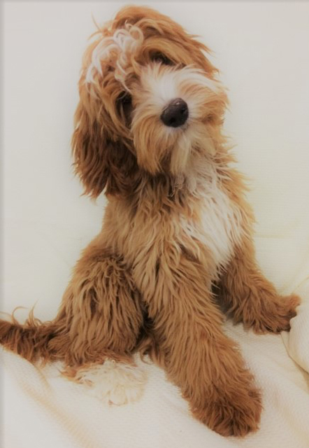 Romeo, Australian Labradoodle reu