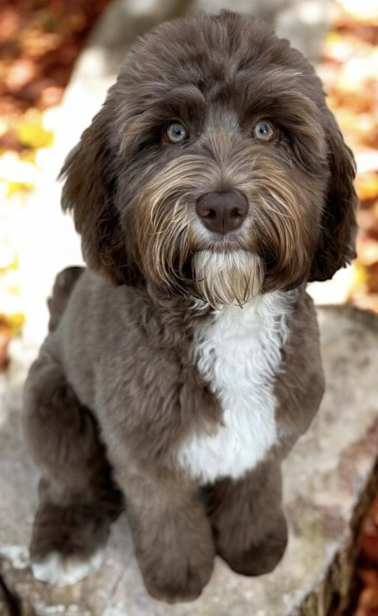Roza, mini Australian Labradoodle