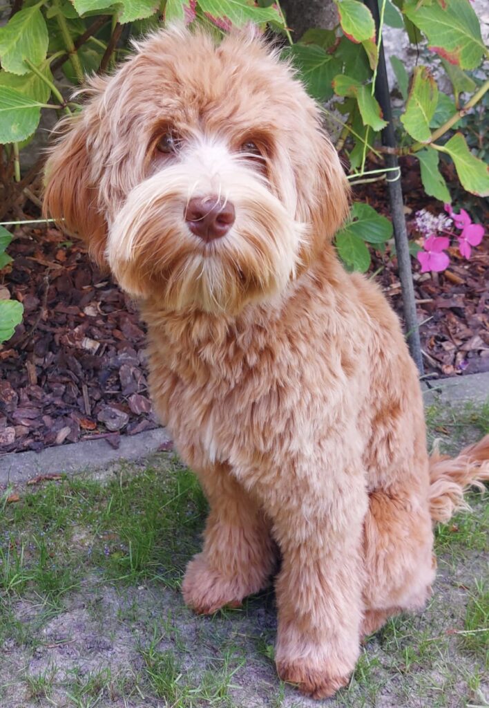 Ruby-Rose, Australian Labradoodle teefje