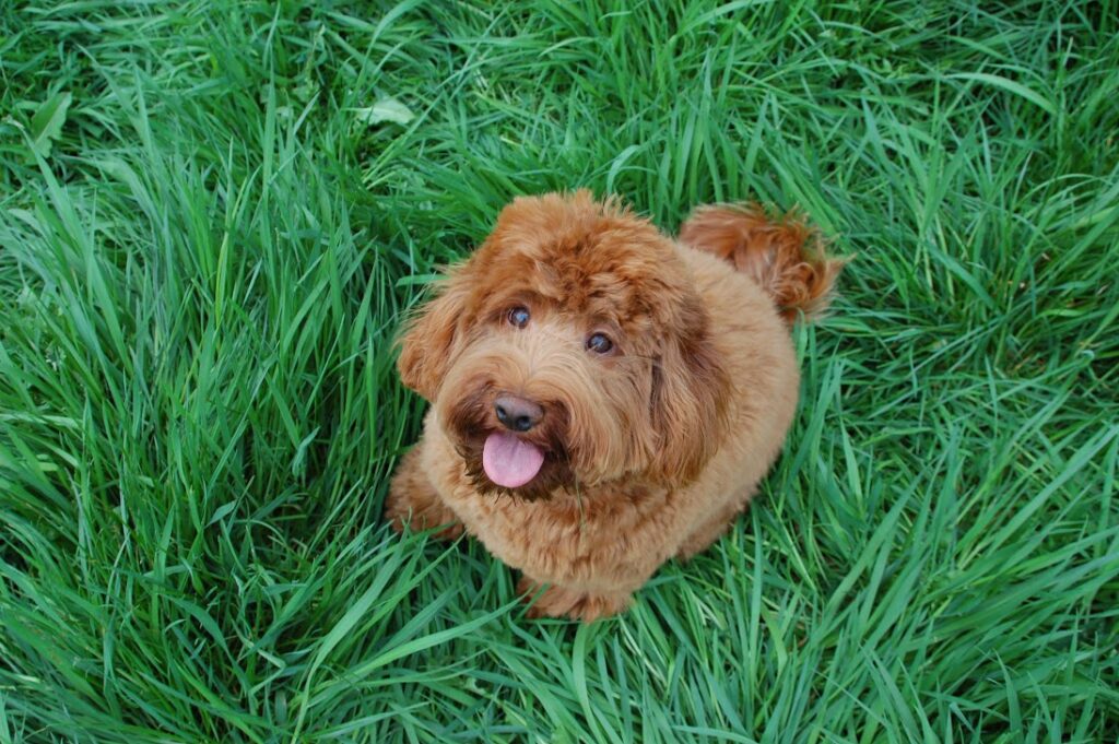 Australian Labradoodle met krullende vacht in het gras